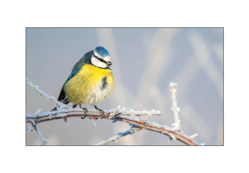 Mésange bleue 2026