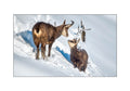Chamois 2026
