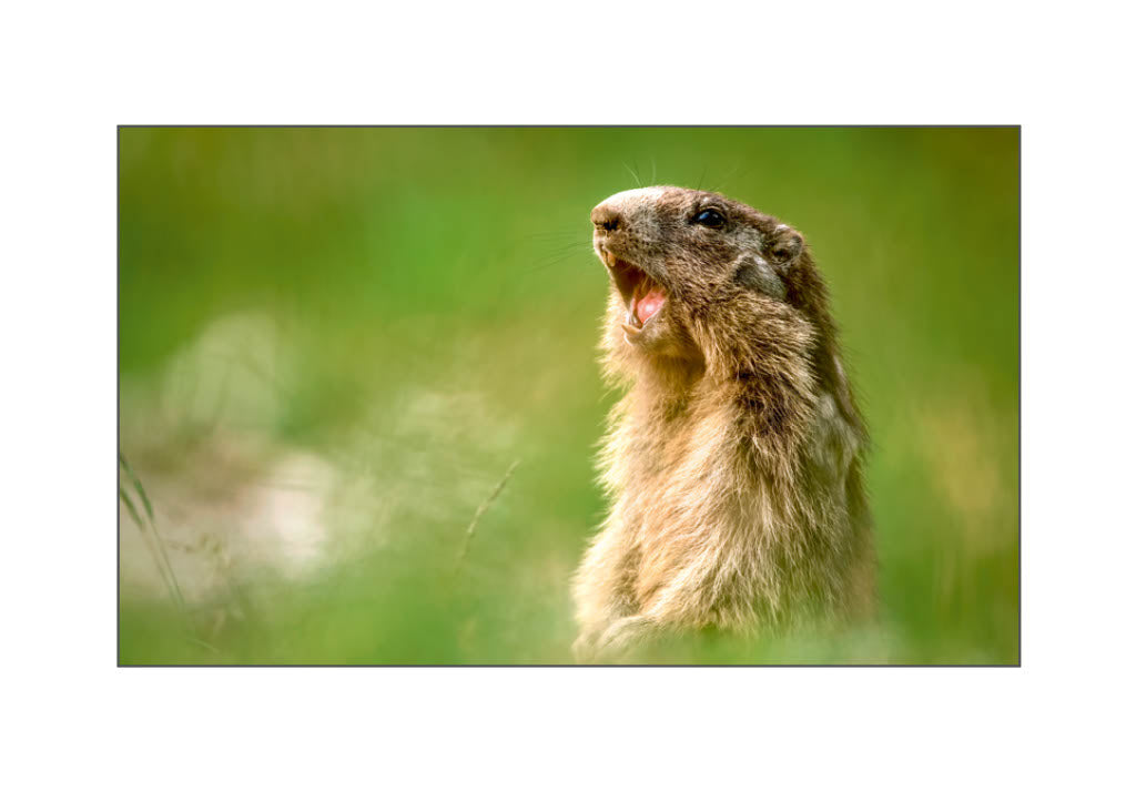 Marmotte 2026