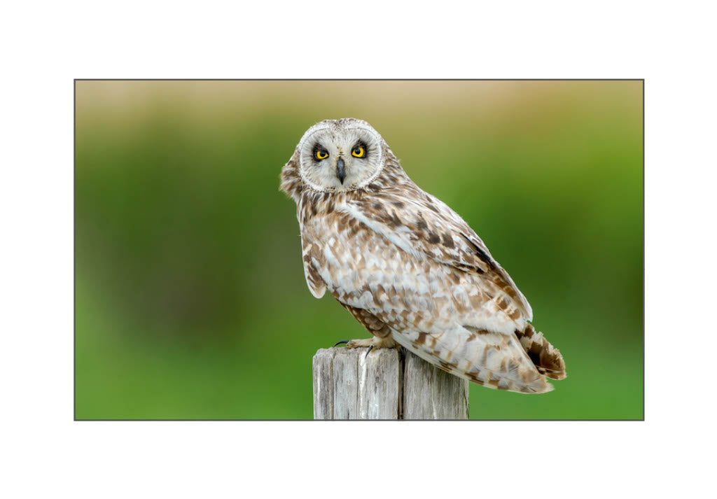 Hibou des marais 2026
